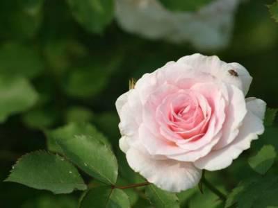 une fleur